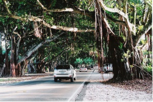 een indrukwekkend bomendak van de Indische vijgeboom (Banyan Tree) | Coral Gables Miami